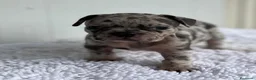 Bulldog Francés perros en venta: Bulldog frances Exotic - Anuncio 27
