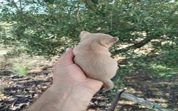 Chihuahua perros en venta: Camada de chihuahua  - Anuncio 4