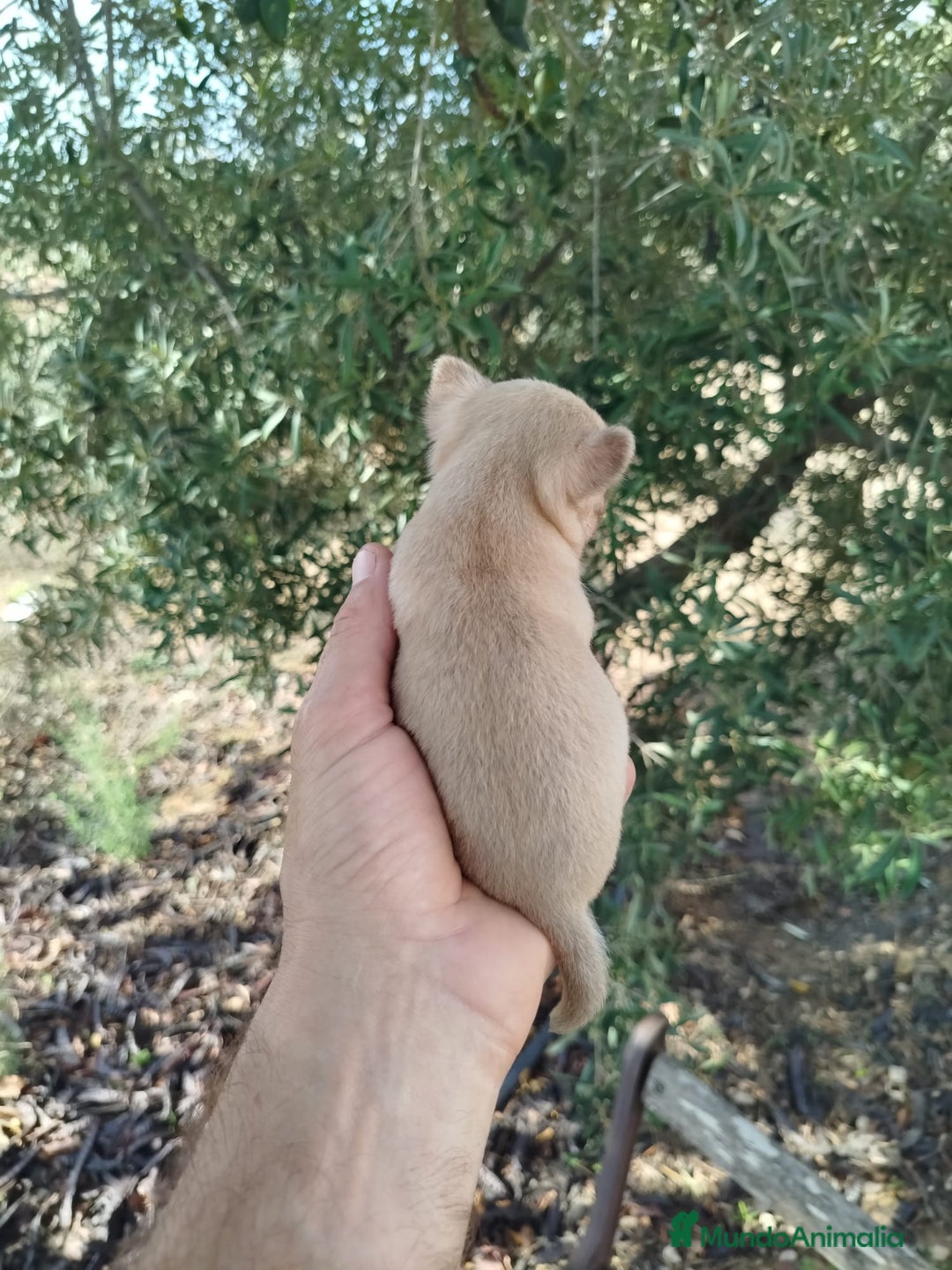 Chihuahua perros en venta: Camada de chihuahua  - Anuncio 4