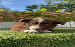 Border Collie perros en venta: BORDER COLLIE HEMBRA CHOCOLATE - Imagen 14