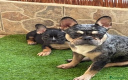 Bulldog Francés perros en venta: Macho Black an tan Merle  - Imagen 1