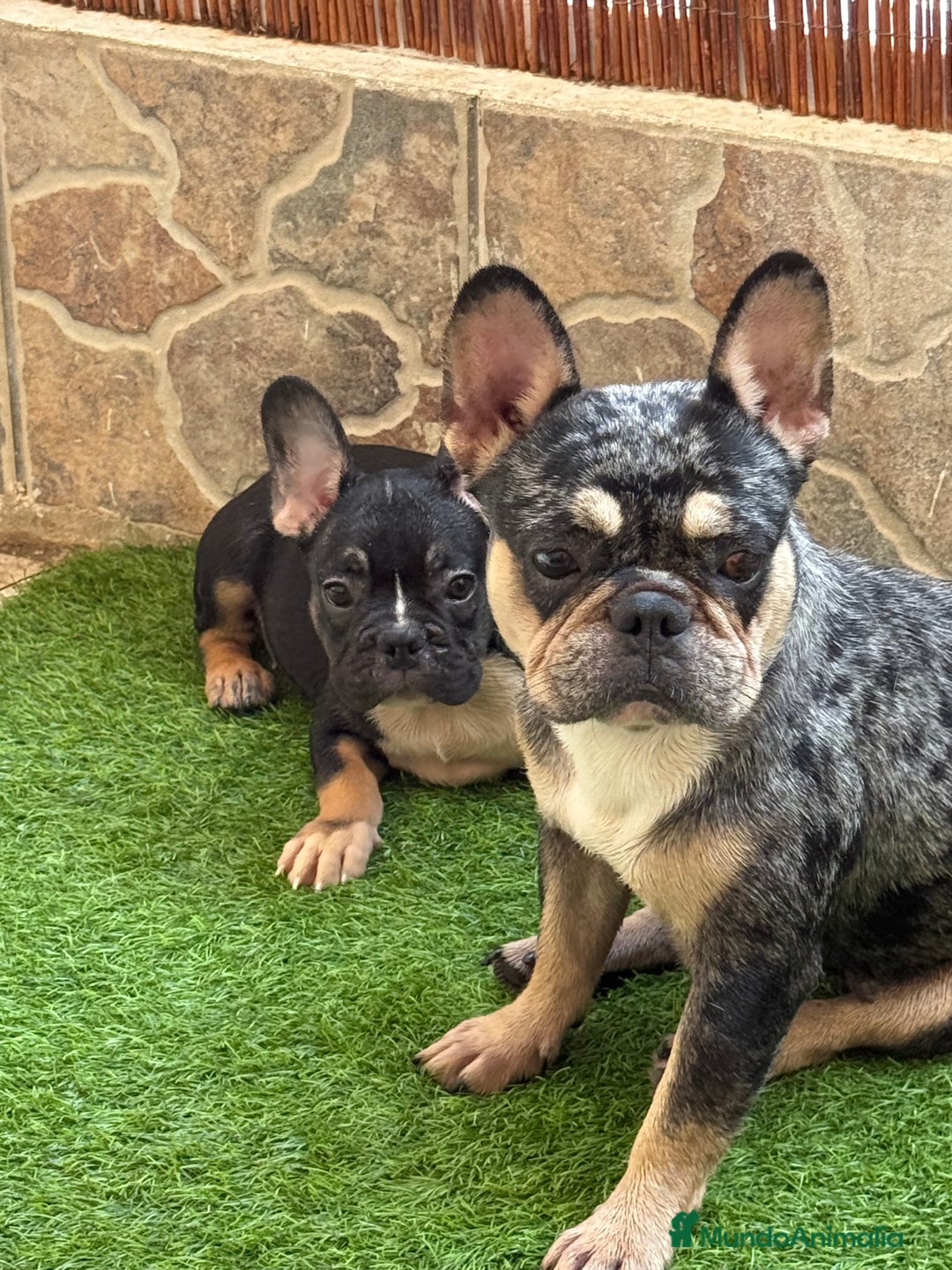 Bulldog Francés perros en venta: Macho Black an tan Merle  - Imagen 1