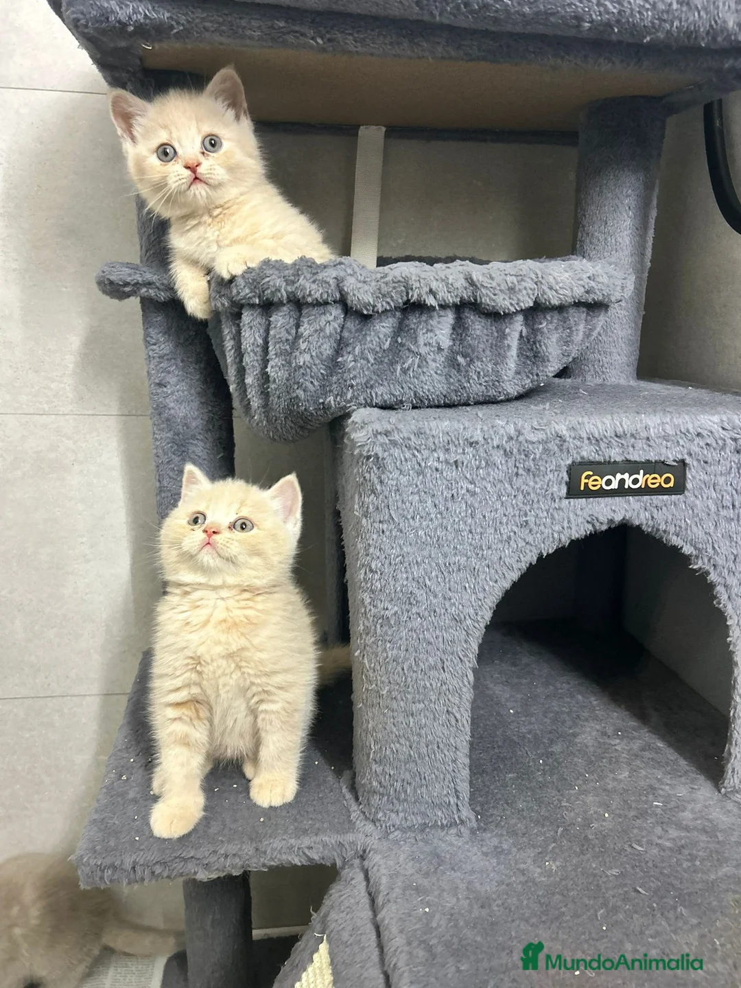 Británico de Pelo Corto gatos en venta: Macho british crema  - Anuncio 1