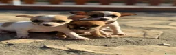Chihuahua perros en venta: Chihuahuas Toy de calidad  - Anuncio 12