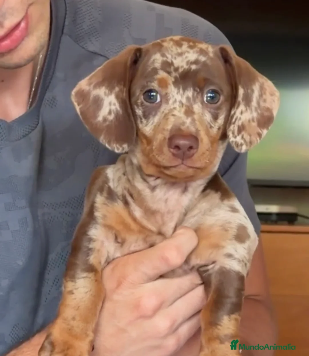 Teckel Miniatura perros en venta: Precioso cachorro Teckel miniatura  - Anuncio 1