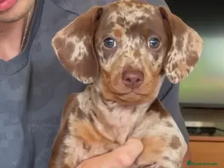 Teckel Miniatura perros Precioso cachorro Teckel miniatura - Anuncio 9