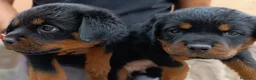 Rottweiler perros en venta: Cahorro Rottweiler - Anuncio 3