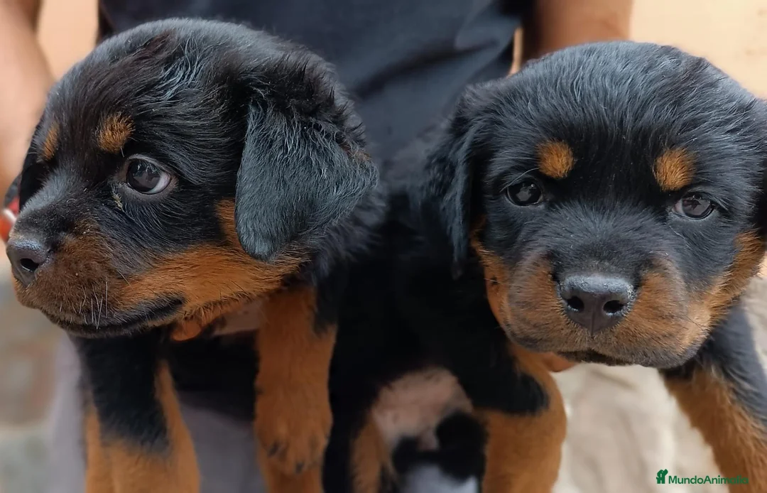 Rottweiler perros en venta: Cahorro Rottweiler - Anuncio 3