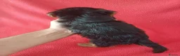 Yorkshire Terrier perros en venta: Yorkshire Terrier Mini  - Anuncio 3