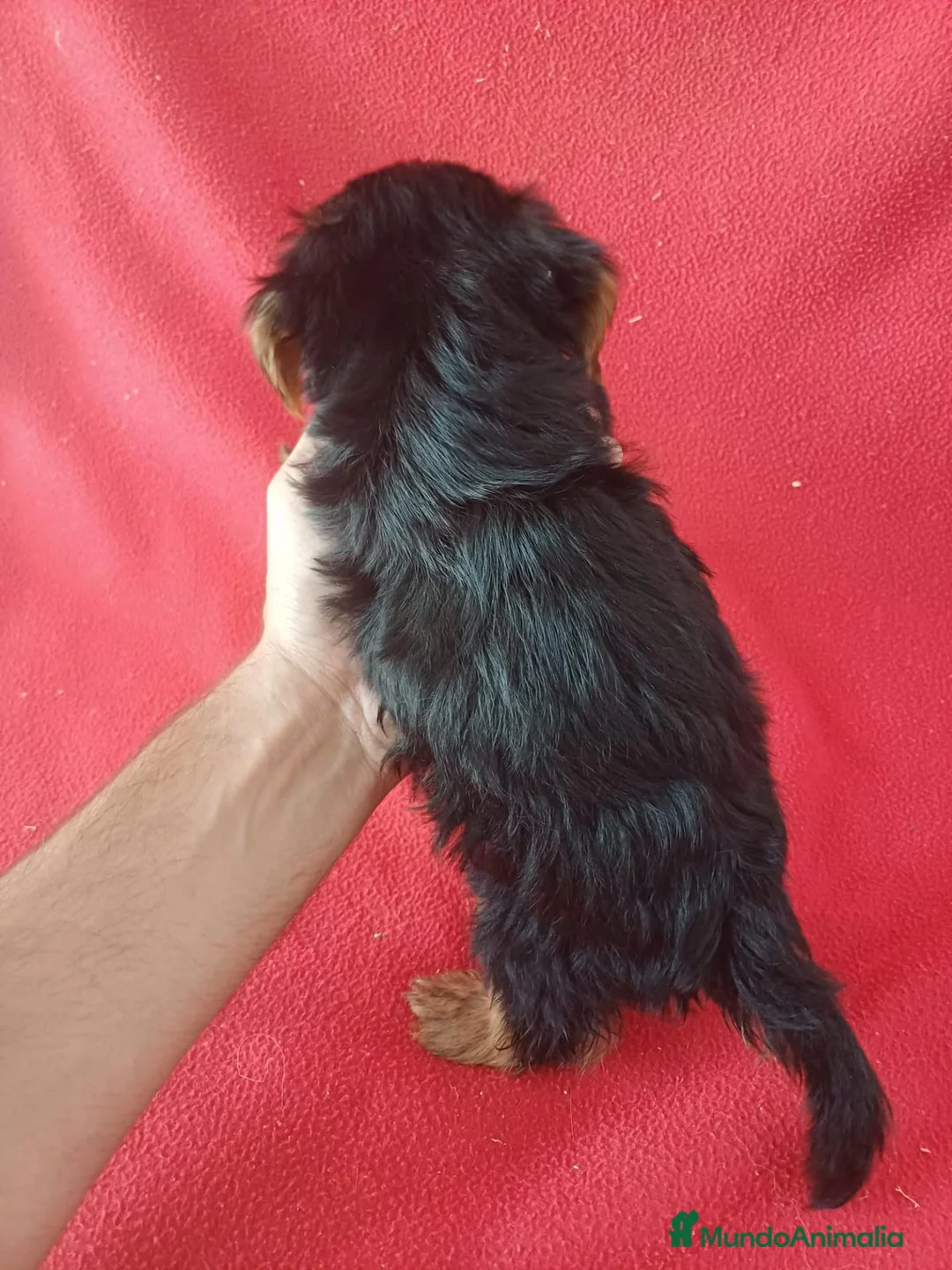 Yorkshire Terrier perros en venta: Yorkshire Terrier Mini  - Anuncio 3