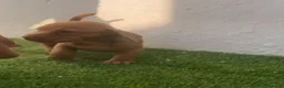 Teckel perros en venta: Camada de Teckel  - Anuncio 2