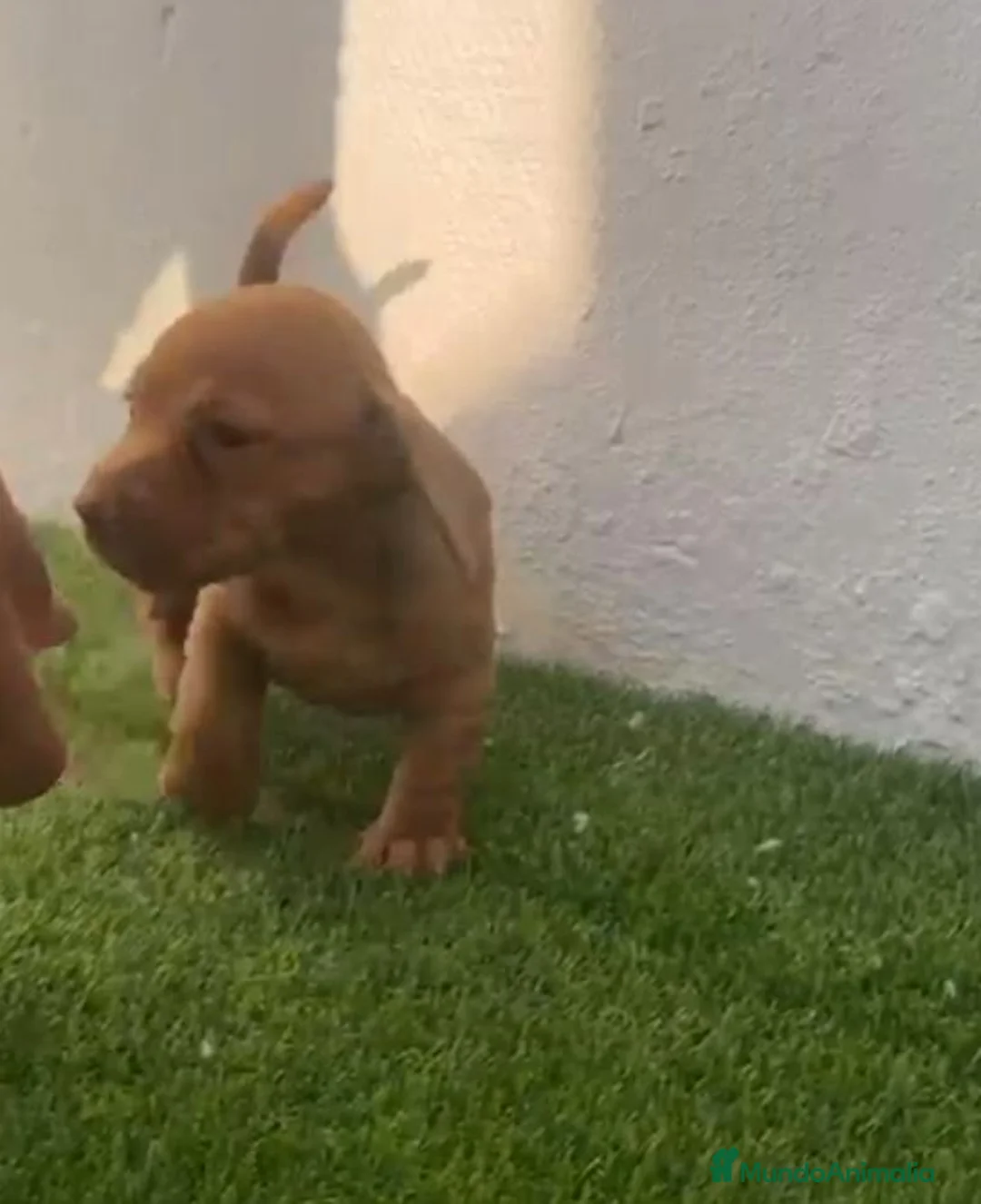 Teckel perros en venta: Camada de Teckel  - Anuncio 2