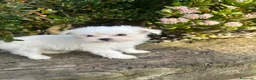 Bichón Maltés perros en venta: Bichón Maltés Mini  - Anuncio 2