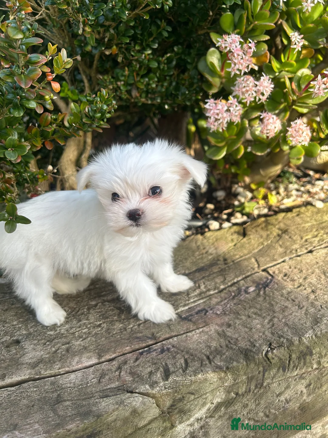 Bichón Maltés perros en venta: Bichón Maltés Mini  - Anuncio 2