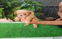 Maltipoo perros en venta: Maltipoo - Imagen 6