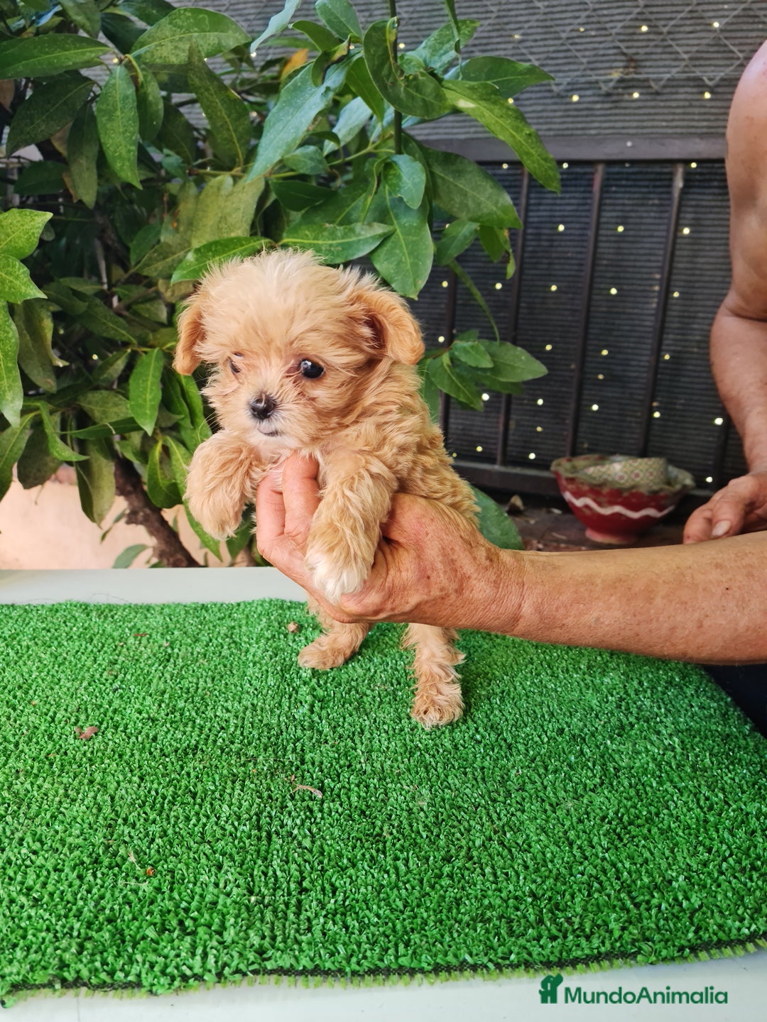 Maltipoo perros en venta: Maltipoo - Imagen 6