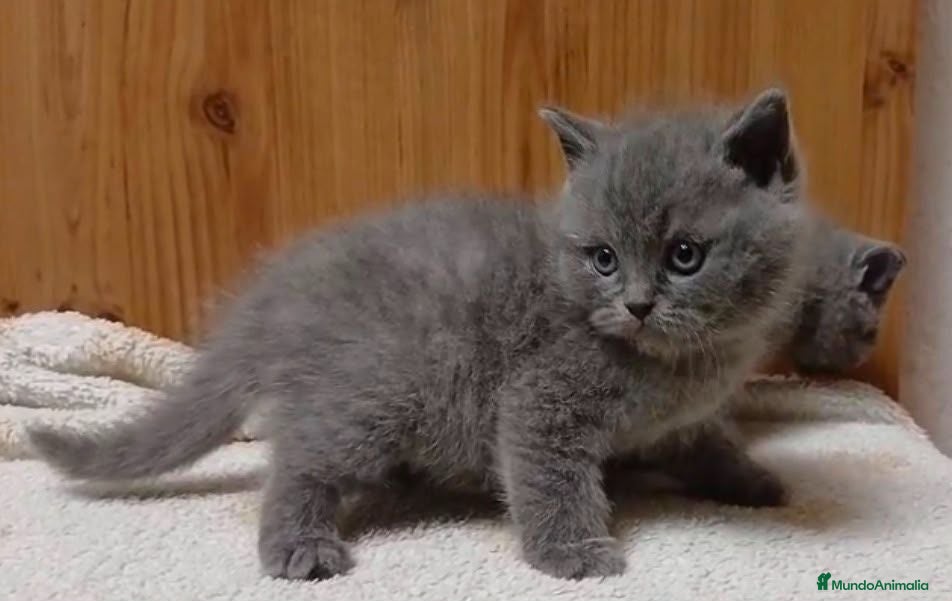 Británico de Pelo Corto Azul gatos Macho british blue - Anuncio 5