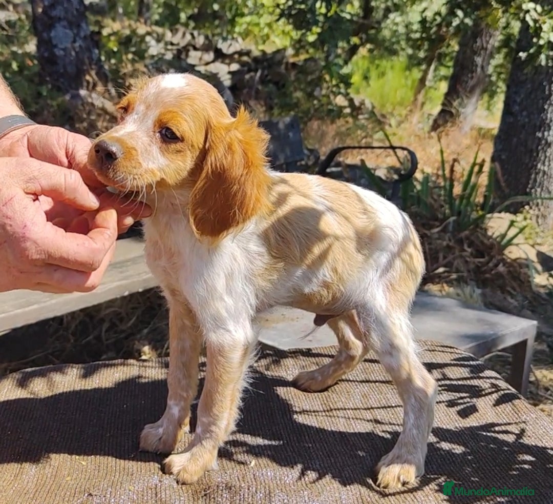 Épagneul Breton perros en venta: CACHORROS DE ESPAGNEULS BRETON  - Imagen 1