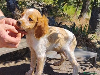 Épagneul Breton perros - Anuncio 3