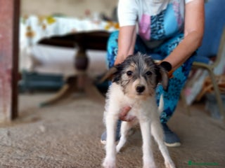 Perro Crestado Chino perros en Sevilla - Anuncio 2