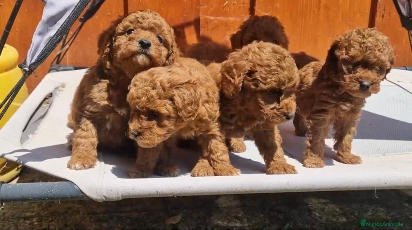 Caniche Toy perros caniche toy  - Anuncio 1
