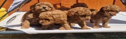 Caniche Toy perros en venta: caniche toy  - Anuncio 1