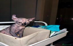 Sphynx gatos en venta: Preciosa hembrita tortuga  - Imagen 5