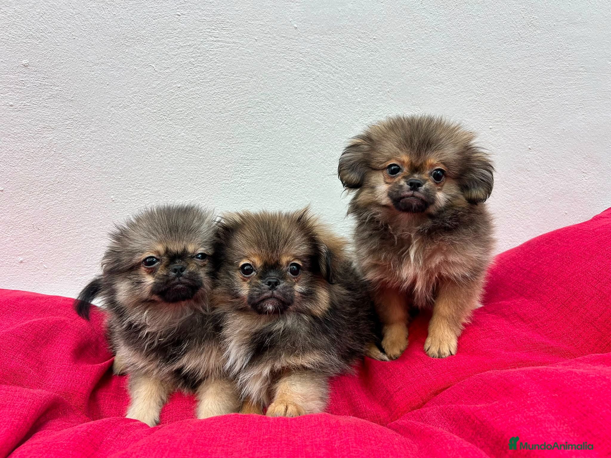 Pekinés perros Pekinés - Anuncio 2