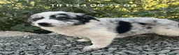 Border Collie perros en venta: Excelente cachorro border collie  - Anuncio 1