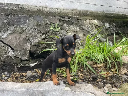 Pinscher Miniatura perros Pinscher toy !  - Anuncio 2