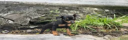 Pinscher Miniatura perros en venta: Pinscher toy !  - Anuncio 2