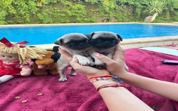 Carlino - Pug perros en venta: Carlino pug - Imagen 2