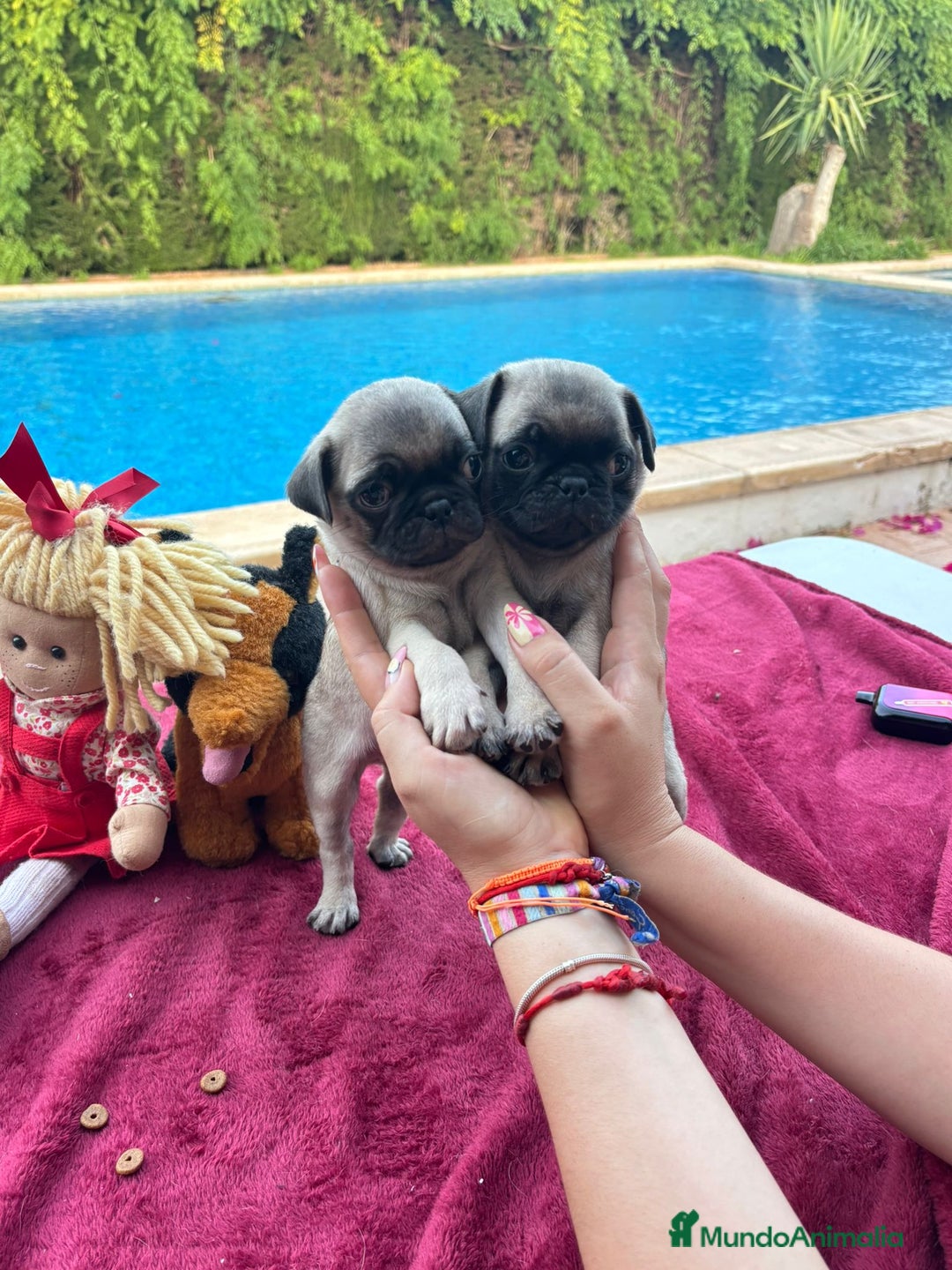 Carlino - Pug perros en venta: Carlino pug - Imagen 2