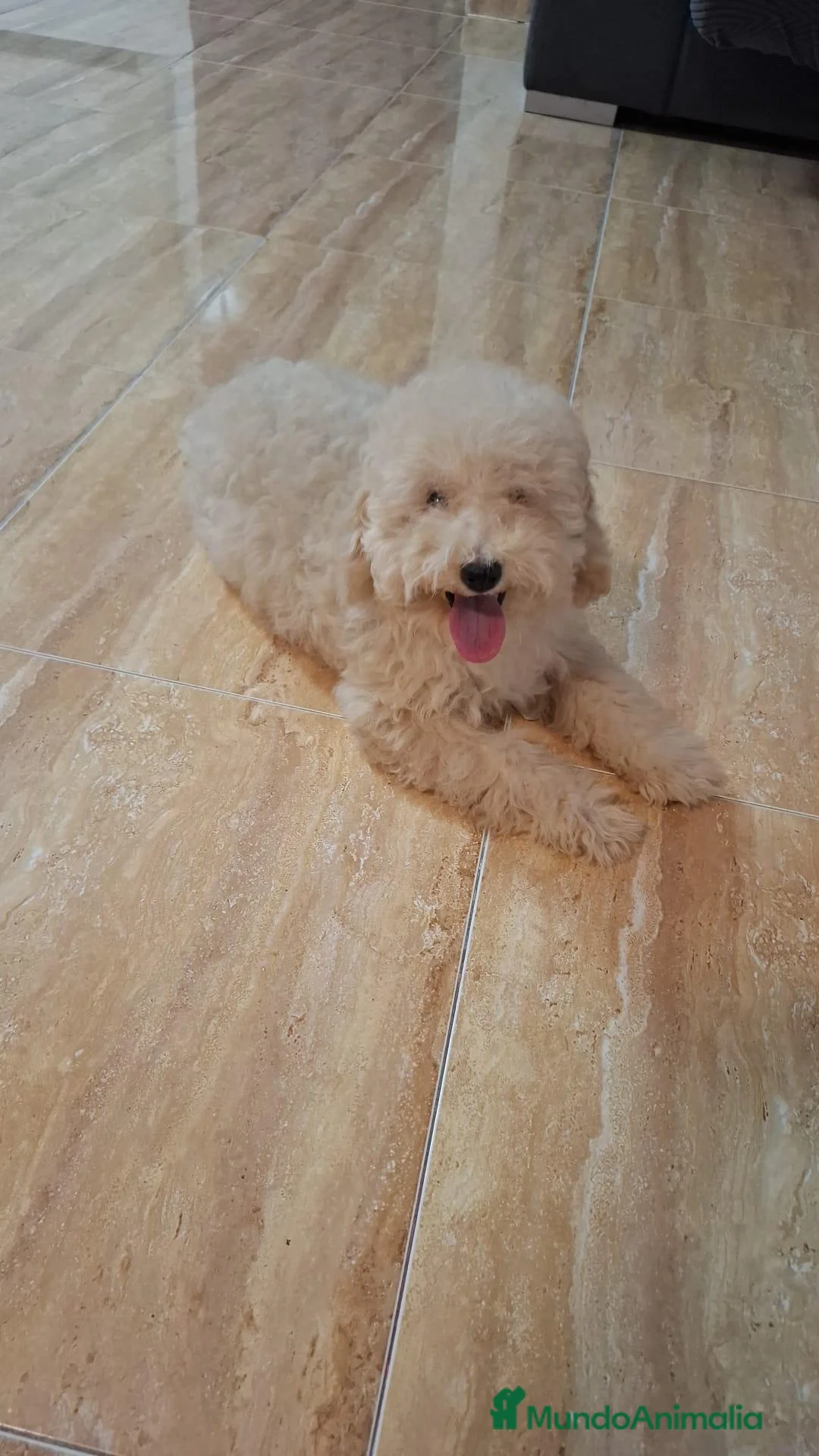 Caniche Enano perros en venta: Última hembra - Anuncio 2