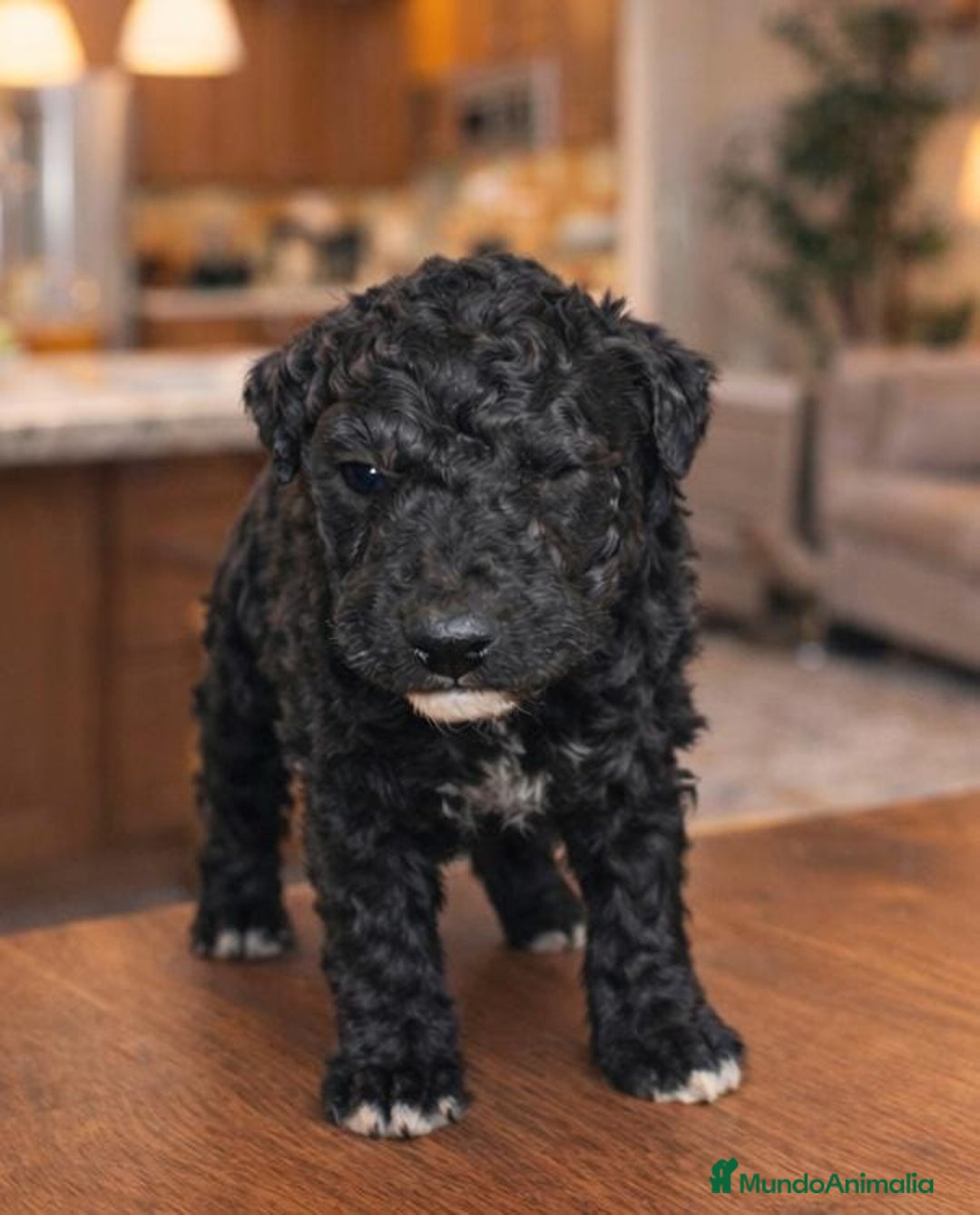 Perro de Agua Español perros en venta: Espectacular macho - Anuncio 1