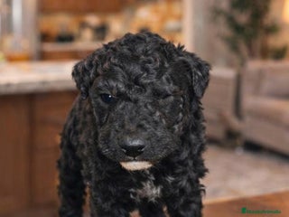 Perro de Agua Español perros Espectacular macho - Anuncio 1