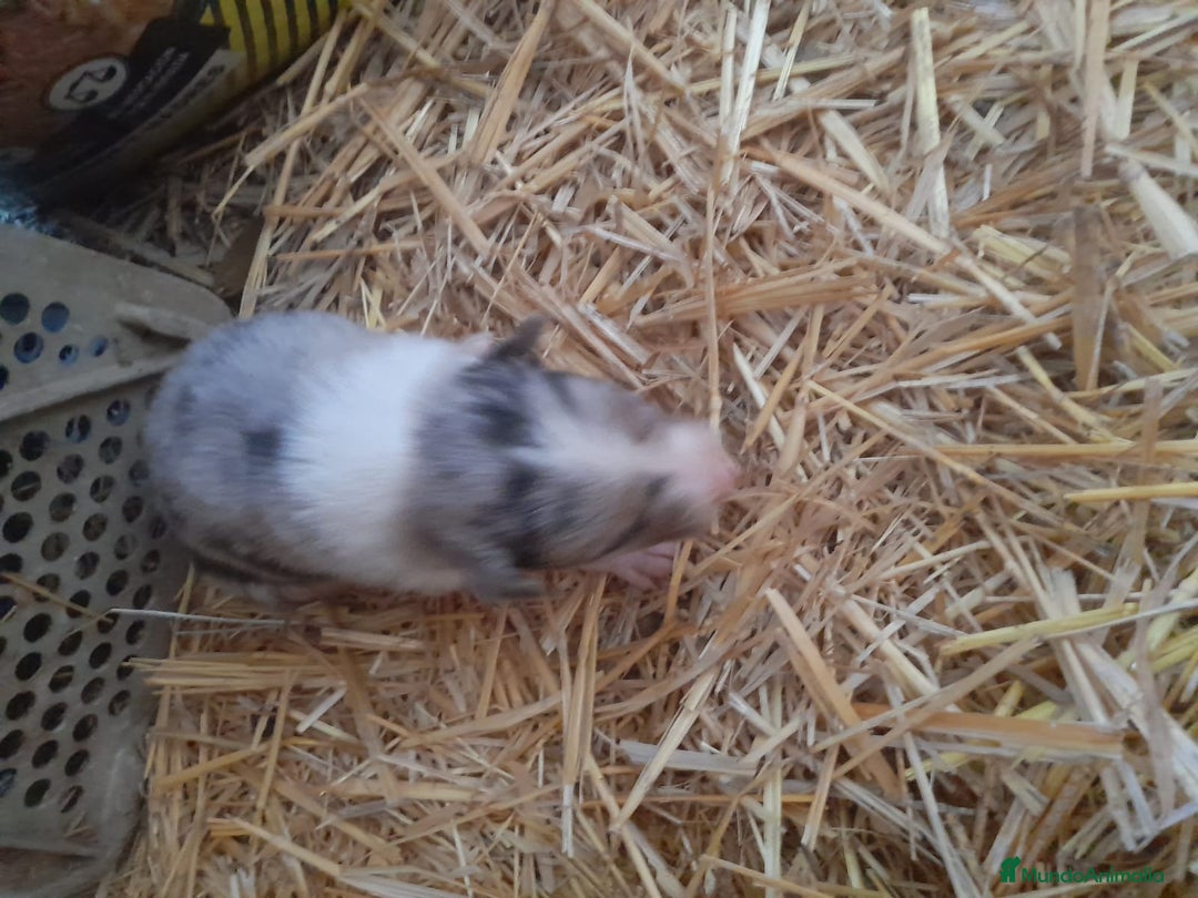 Border Collie perros en venta: Border collie - Anuncio 2