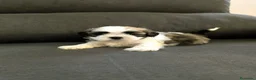 Shih Tzu perros en venta: Shith Tzu  - Anuncio 13