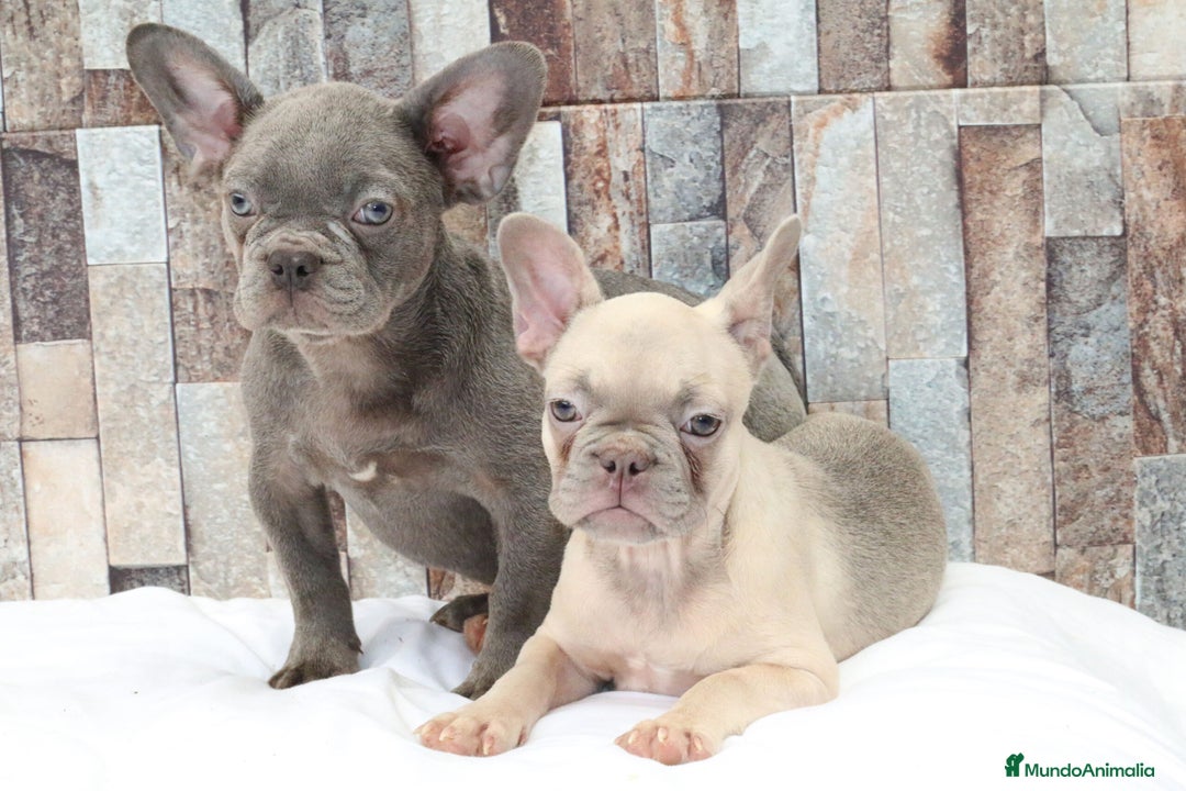 Bulldog Francés perros en venta: BULLDOG FRANCÉS CACHORROS AL MEJOR PRECIO  - Anuncio 6