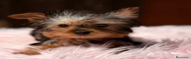 Yorkshire Terrier Cachorro 1