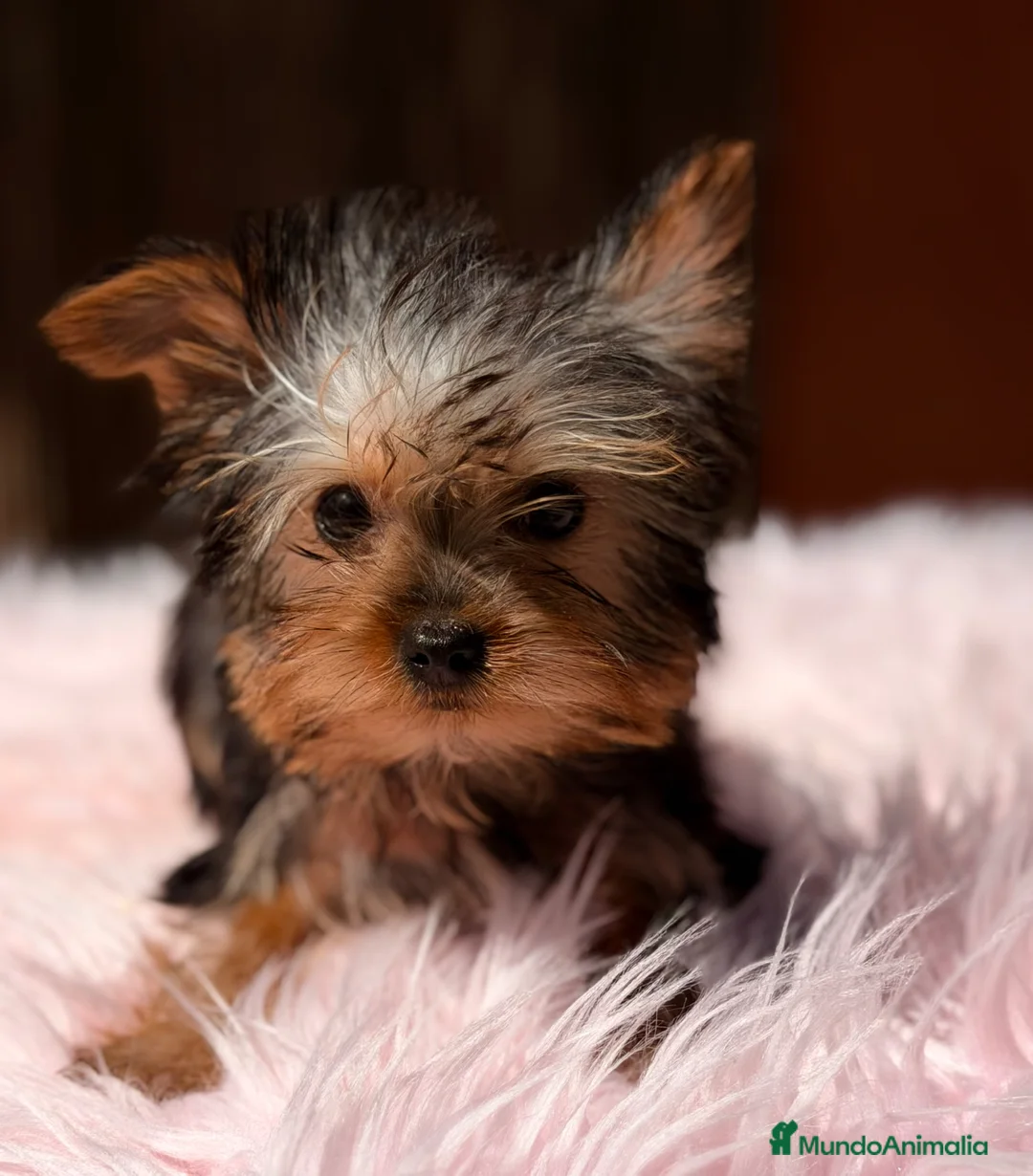 Yorkshire Terrier perros en venta: Yorkshire hembra Minitoy  - Anuncio 2