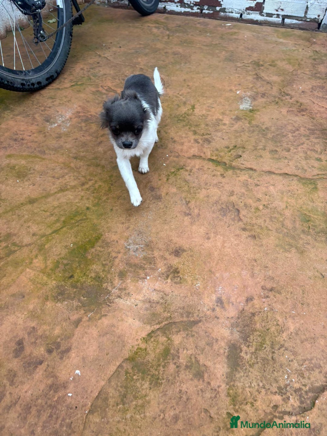 Chihuahua perros en venta: Chihuahua toy  - Anuncio 2