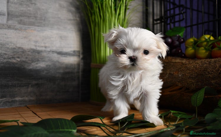 Bichón Maltés perros en Murcia - Anuncio 15