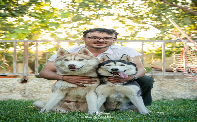 Husky Siberiano perros SIBERIAN HUSKY - AGOUTI  - Anuncio 6