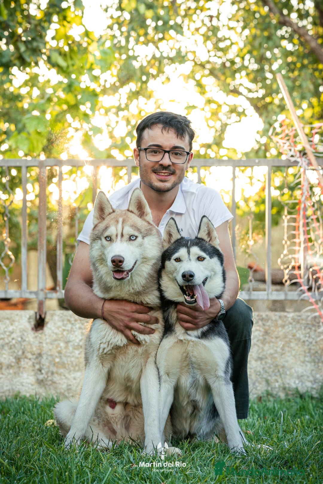 Husky Siberiano perros en venta: SIBERIAN HUSKY - AGOUTI  - Anuncio 1