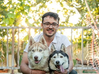 Husky Siberiano perros SIBERIAN HUSKY - AGOUTI - Anuncio 6