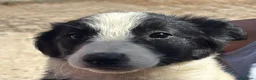 Border Collie perros en venta: Bordes Collie - Anuncio 4