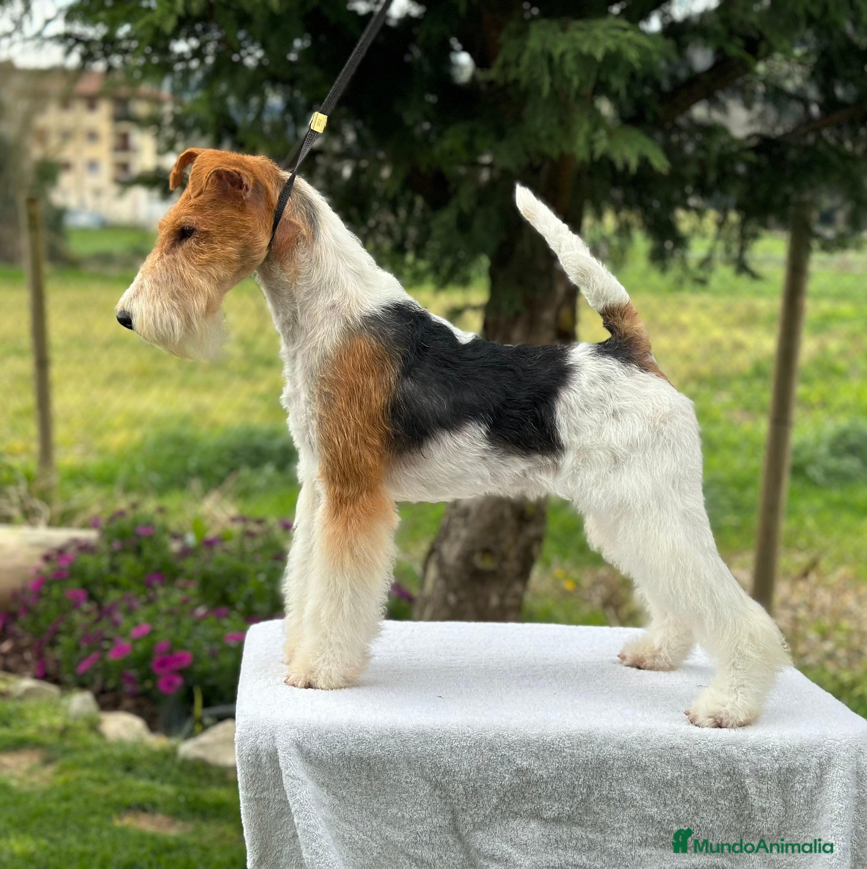 Fox Terrier de Pelo Duro perros EXCLUSIVA CAMADA DE FOX TERRIER DE PELO DURO  - Anuncio 1