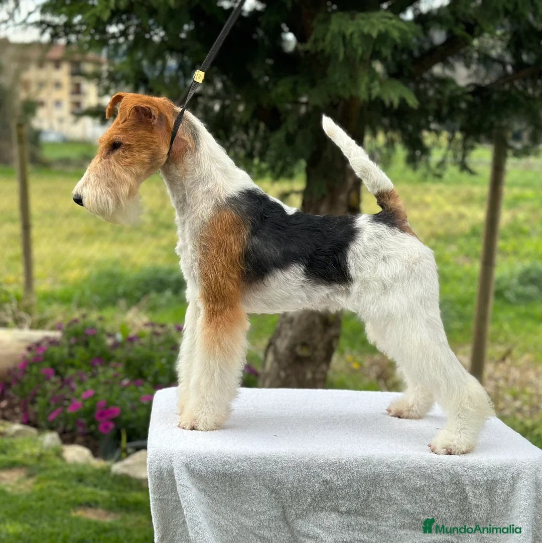 Fox Terrier de Pelo Duro perros en venta: EXCLUSIVA CAMADA DE FOX TERRIER DE PELO DURO  - Anuncio 1