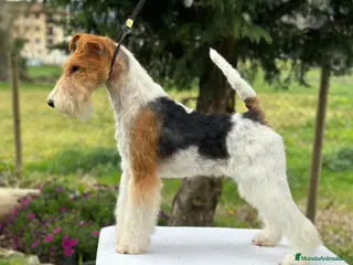 Fox Terrier de Pelo Duro perros EXCLUSIVA CAMADA DE FOX TERRIER DE PELO DURO - Anuncio 1